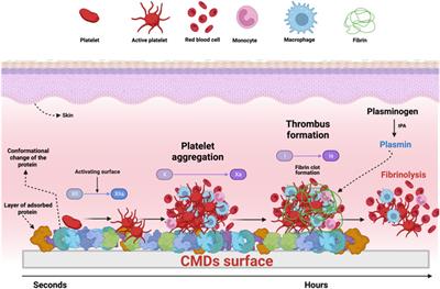 Strategies for surface coatings of implantable cardiac medical devices